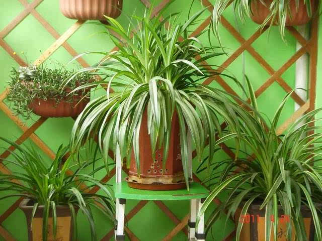 如何快速去除甲醛 如何快速去除甲醛