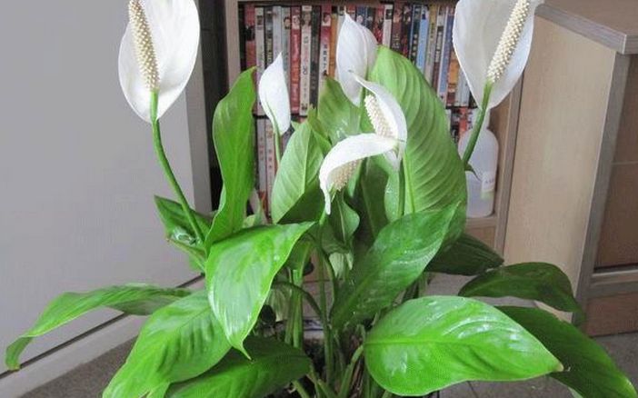 成都環(huán)保裝飾公司 成都環(huán)保裝飾公司