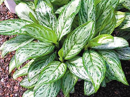 成都環(huán)保裝飾公司 成都環(huán)保裝飾公司